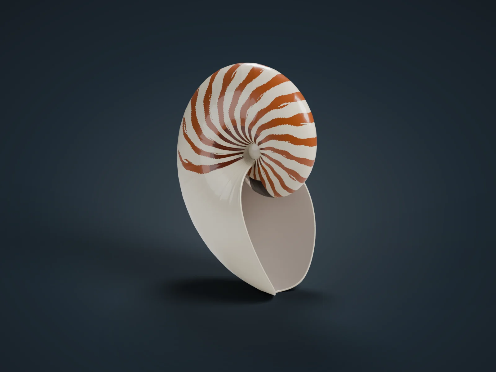 앵무조개 껍데기 3D 모형